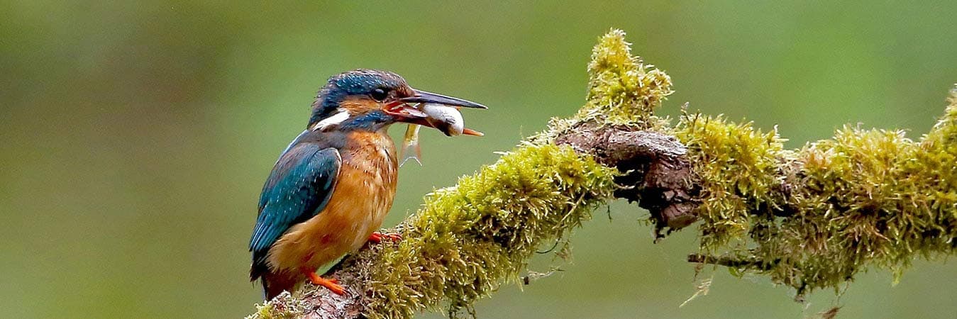 Bird Watching Tour In Bhutan