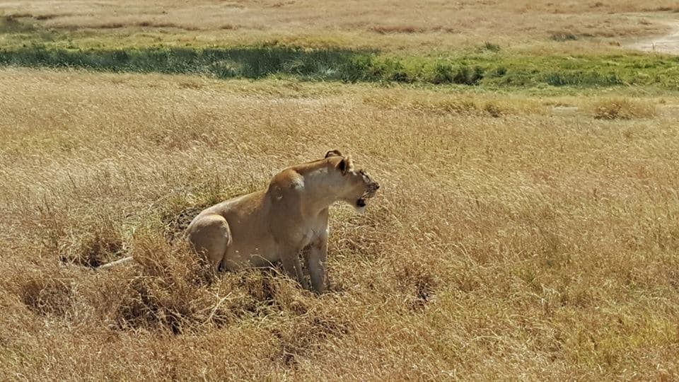 Tarangire, Serengeti & Ngorongoro Safari